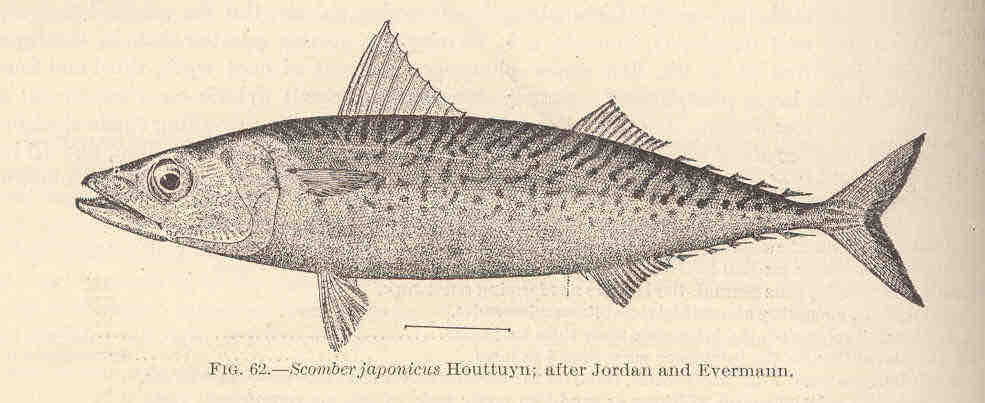 Hình vẽ cá sa ba (Scomber japonicus)