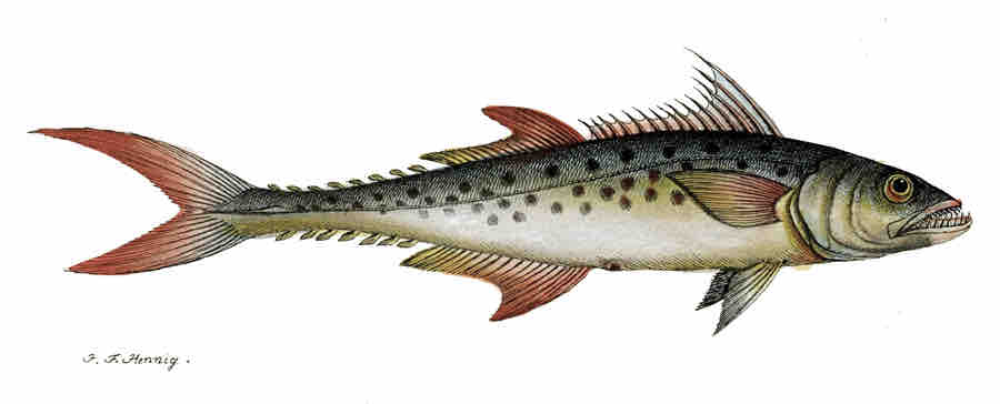 Hình vẽ cá thu chấm (Scomberomorus guttatus)