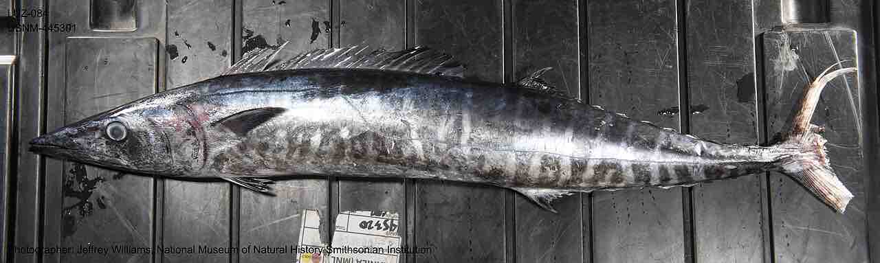 Mẫu cá thu ngàng (Acanthocybium solandri) nhìn ngang