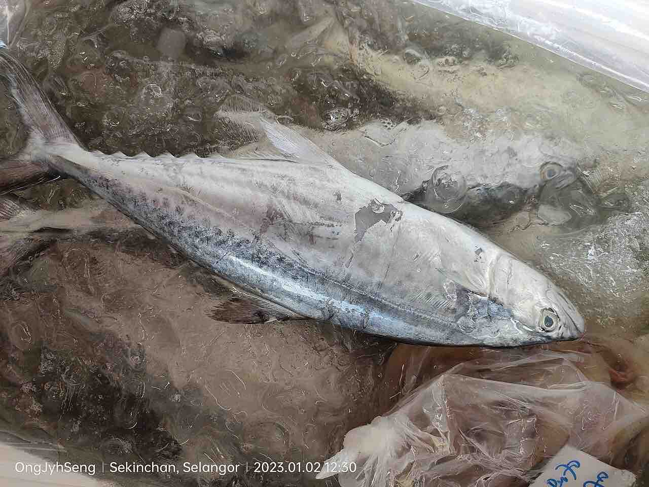Cá thu Triều Tiên (Scomberomorus koreanus)
