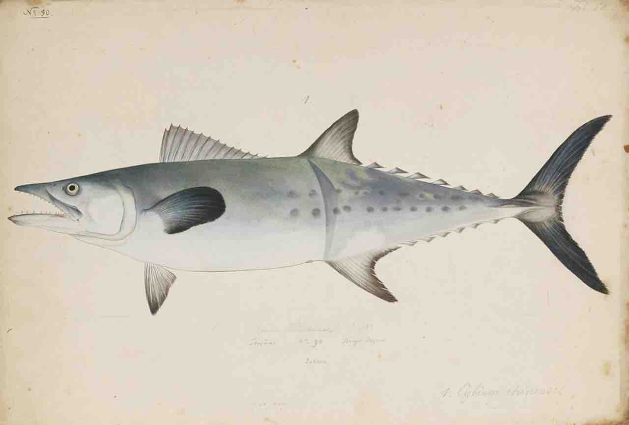 Tranh màu nước cá thu Trung Quốc (Scomberomorus sinensis), Kawahara Keiga vẽ khoảng 1823–1829