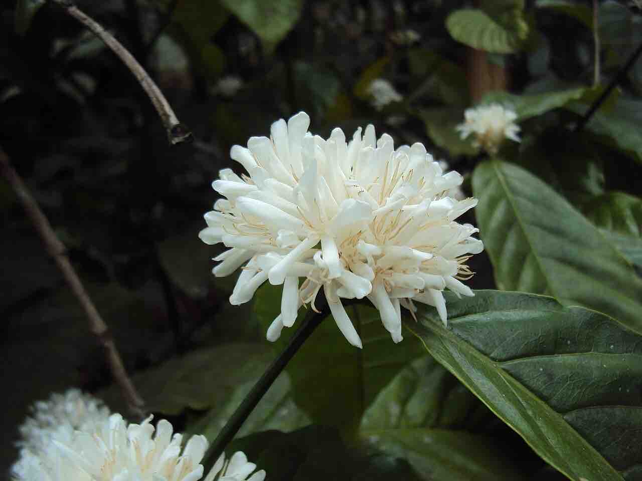 Hoa cà phê vối (Coffea canephora)